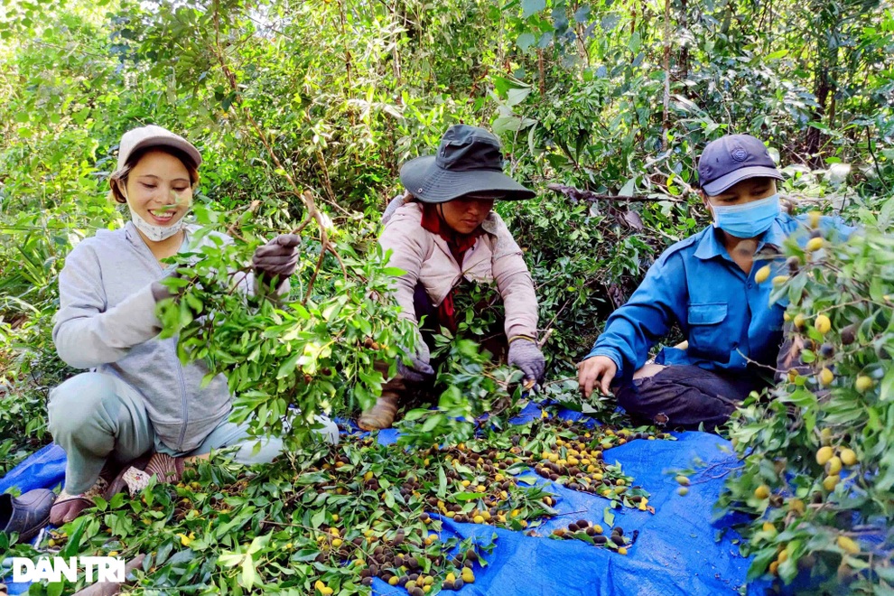 Dân đổ xô vào rừng hái xoay, rủng rỉnh bỏ túi hơn một triệu đồng/ngày - 1