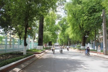 Ở nơi mọi dự án đều phải “né” cây xanh