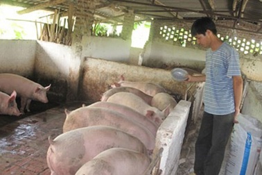 Cục trưởng Chăn nuôi: "Trung Quốc dừng mua là chết!"