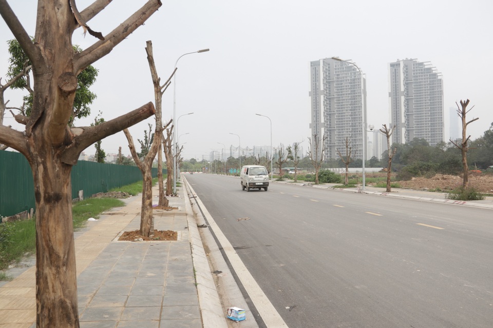 Hà Nội: Hàng trăm cây xanh chết khô trên con đường mới mở - 4 Hà Nội: Hàng trăm cây xanh chết khô trên con đường mới mở - 4