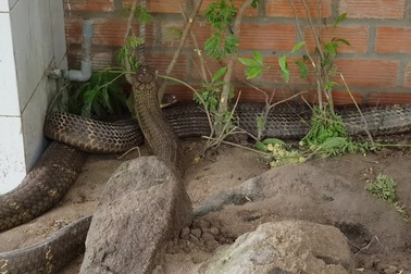 Cặp rắn hổ mây "khủng" nặng 60kg, dài 7m ở chân núi Cấm