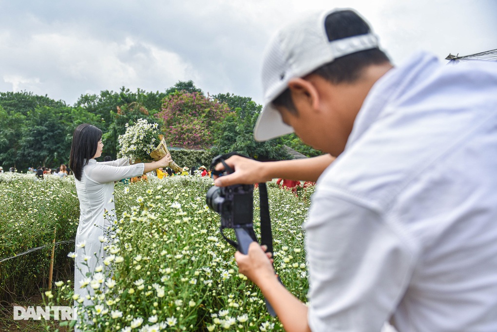 Vườn cúc họa mi thất thủ người dân chen chân chụp ảnh ở Hà Nội - 8