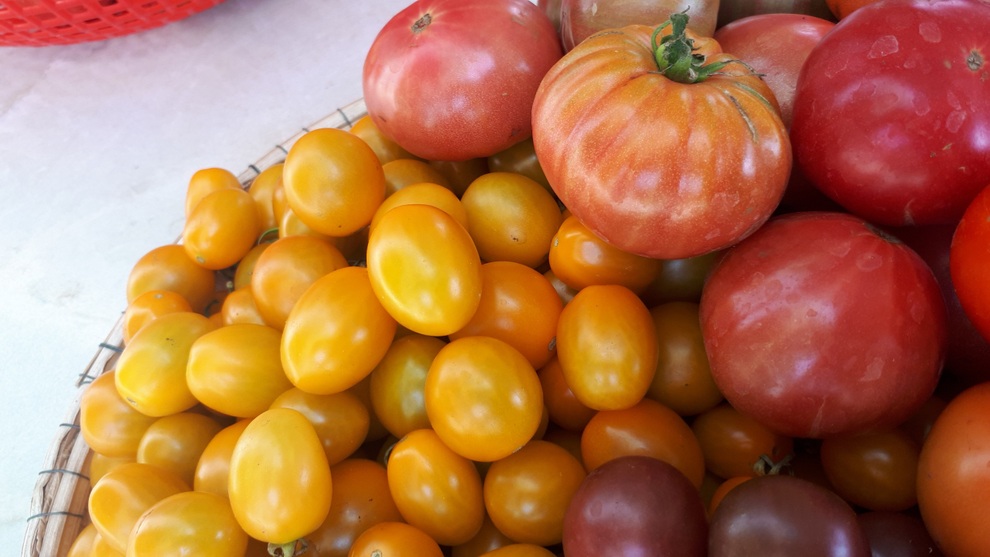 Vườn cà chua ngập sắc màu của mẹ bỉm sữa Quảng Nam - 5