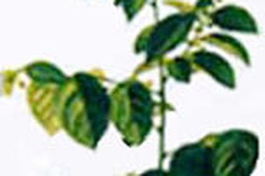 Món ăn bổ dưỡng và vị thuốc từ rau ngót 