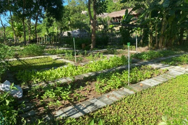 Nhóm bạn trẻ bỏ phố về quê, trồng rau, nuôi đàn cừu 130 con ở Khánh Hòa