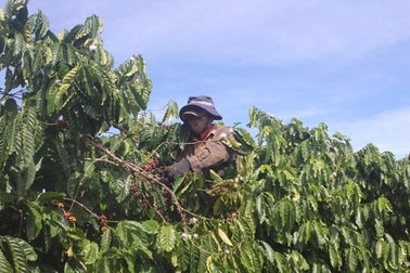 Gia Lai: "Phu" cà phê "hái Tết" đầu năm