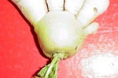 Nhật Bản: Rau quả biến dạng do ô nhiễm phóng xạ