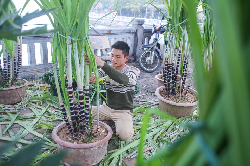 Mía tím lên chậu giá cả triệu đồng đắt hàng dịp Tết - 3 Mía tím lên chậu giá cả triệu đồng đắt hàng dịp Tết - 3