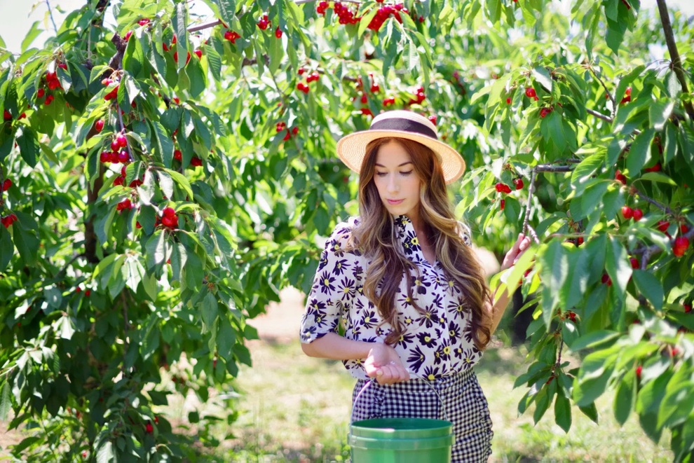 Mê mẩn những vườn cherry vừa đẹp, vừa ngon - 4 Mê mẩn những vườn cherry vừa đẹp, vừa ngon - 4