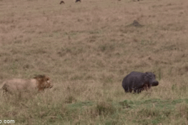 Hà mã vong mạng trước sức mạnh của sư tử đực