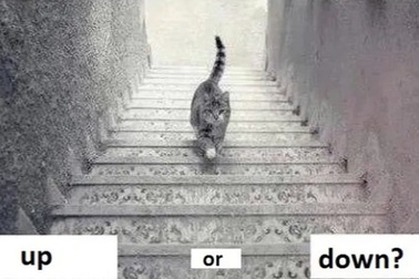 Bức ảnh chú mèo leo cầu thang từng khiến cộng đồng mạng "điên đảo"