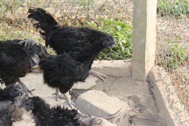 Gà đen đắt nhất thế giới được đại gia Hà Nội săn lùng chơi Tết