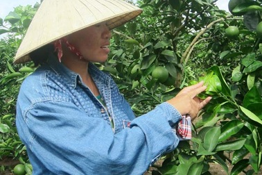 Đánh liều đưa cam ra ruộng lúa mà giàu có