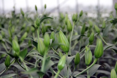 Thăm vườn ly của ông chủ thầu xây dựng