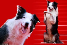 Chú chó Messi trở thành ngôi sao gây sốt trên thảm đỏ Cannes