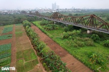 Ngắm vẻ đẹp hoang sơ bãi giữa sông Hồng ở Hà Nội được đề xuất làm công viên