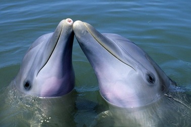 Cá heo cái tiến hóa để... khước từ con đực