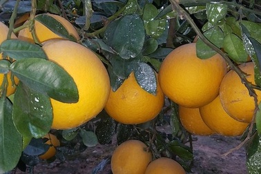 Dân trồng bưởi Diễn canh gác cả ngày chống trộm