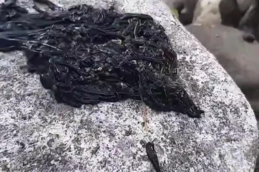 Sinh vật đen bí ẩn khiến dân mạng hoang mang