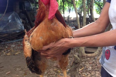 Những tháng cuối năm, gà 9 cựa được săn đón