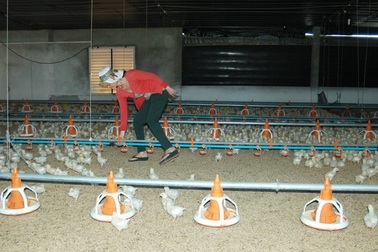 “Thủ phủ” gà điêu đứng