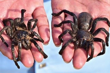 Thưởng thức món nhện khổng lồ chiên giòn tại Campuchia