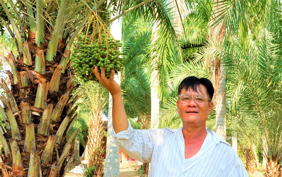 Vườn chà là trĩu quả, đẹp như tranh vẽ của lão nông miền Tây - 1