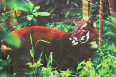 Hội thảo đánh giá bảo tồn loài Sao La