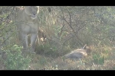 Choáng với sức chịu đựng “ghê gớm” của lợn rừng trong vòng vây của sư tử