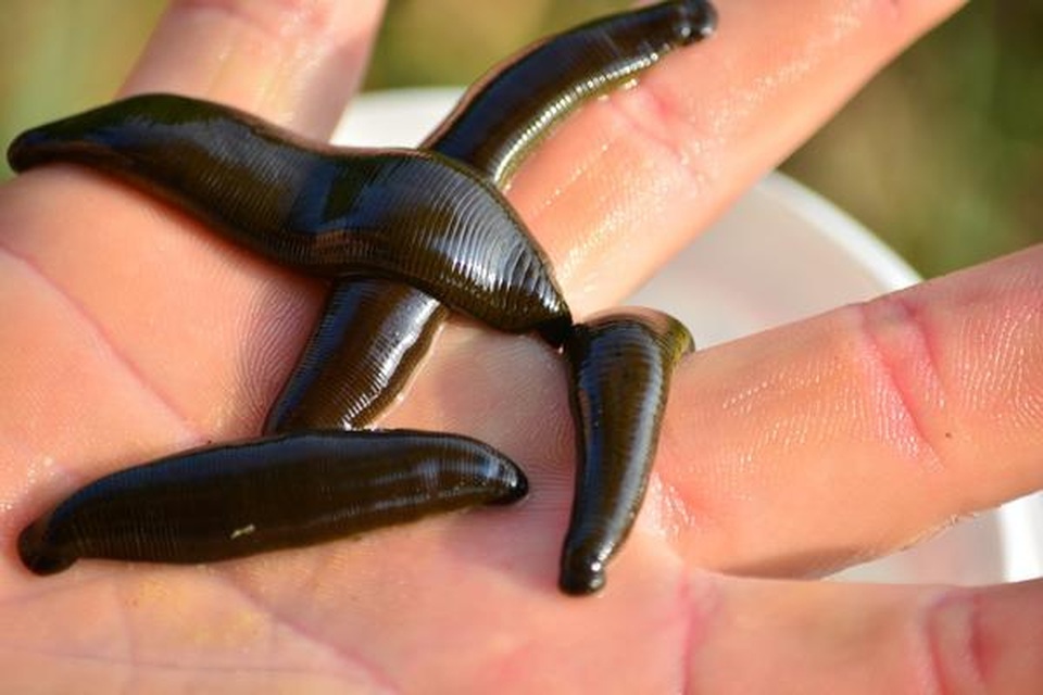 Vì sao đỉa lại hút máu? - 1 Vì sao đỉa lại hút máu? - 1