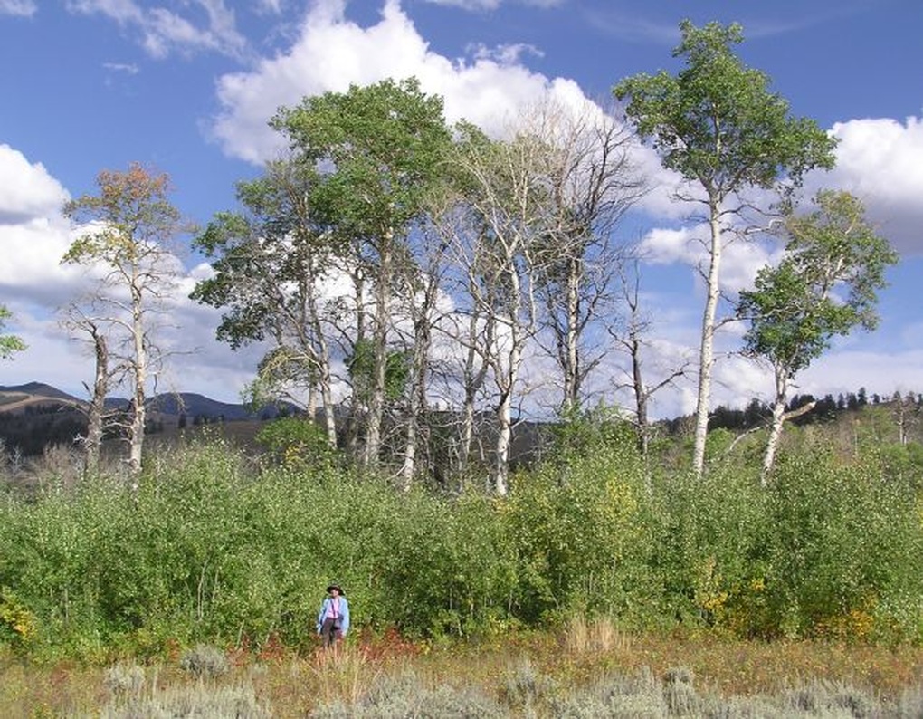 Sự trở lại của loài sói giúp rừng Yellowstone hồi sinh thế nào? - 1 Sự trở lại của loài sói giúp rừng Yellowstone hồi sinh thế nào? - 1