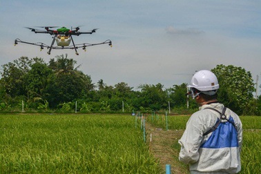 Bayer hợp tác cùng IRRI thúc đẩy công nghệ Gieo sạ tại châu Á