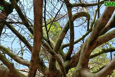 Hoa mắt với cây mai có tán rộng hơn căn nhà 6m, giá 1 tỷ đồng