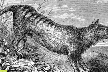 Giải mã bí mật về hổ Tasmania đã tuyệt chủng