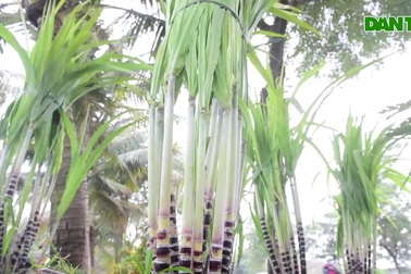 Mía tím lên chậu giá cả triệu đồng đắt hàng dịp Tết