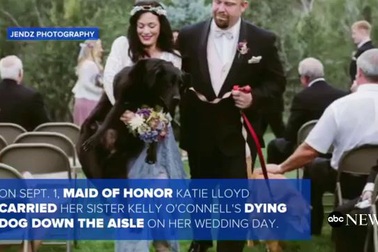 Câu chuyện xúc động về chú chó cố gắng sống tới ngày cô chủ kết hôn