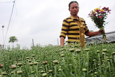 Nông dân “khóc” vì hoa “cười” trước Tết
