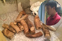Hà Nội: Bắt quả tang đối tượng vận chuyển 207 kg ngà voi