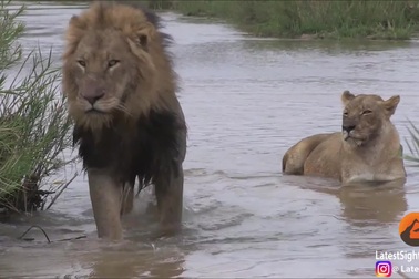 Gia đình sư tử vui chơi thỏa thích bên dòng sông