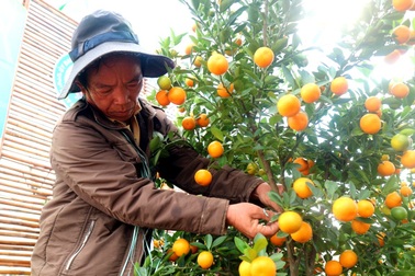 Hội quất cảnh kéo Tết Nguyên đán tới cận kề