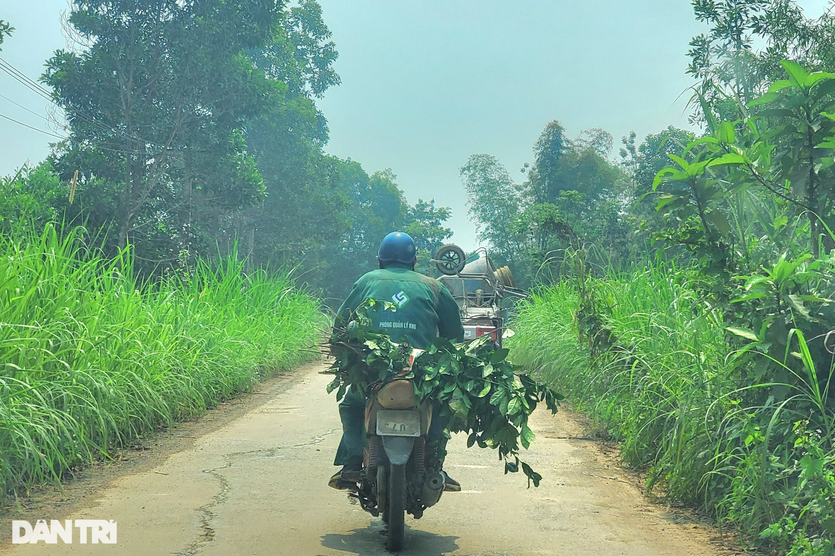 View - Loại cây trồng một lần, thu suốt nửa đời người, nông dân rủng rỉnh tiền | Báo Dân trí