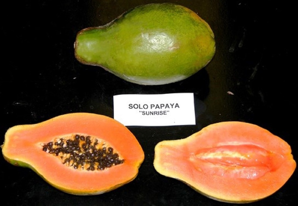 Đu đủ đi máy bay về Việt Nam giá 1,2 triệu đồng/kg có ngon xuất sắc? - 6 Đu đủ đi máy bay về Việt Nam giá 1,2 triệu đồng/kg có ngon xuất sắc? - 6