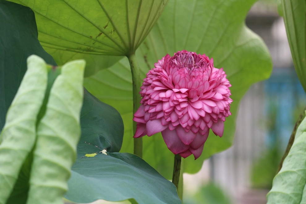 Thạc sĩ bỏ phố về làng khởi nghiệp, ước mơ đưa hoa sen vươn ra thế giới - 10