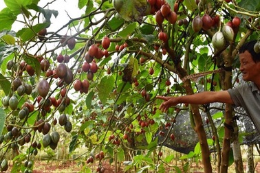 Thê thảm với cà chua từng được tâng bốc &apos;1 triệu đồng/kg&apos;