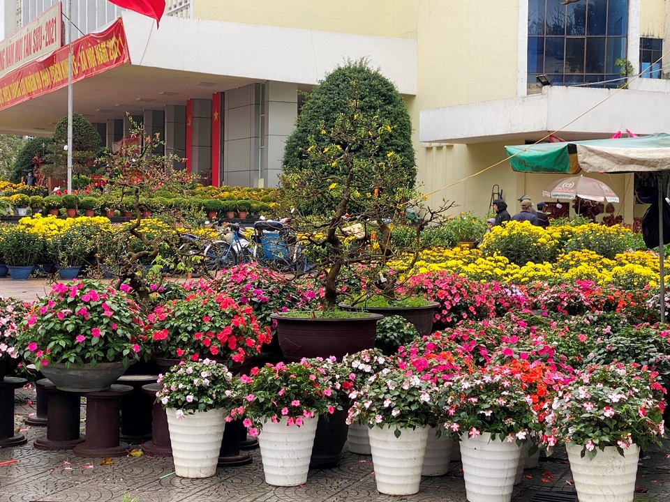 Chợ hoa xuân Hội An không ế ẩm như dự đoán; Huế người bán nhiều hơn mua - 6 Chợ hoa xuân Hội An không ế ẩm như dự đoán; Huế người bán nhiều hơn mua - 6