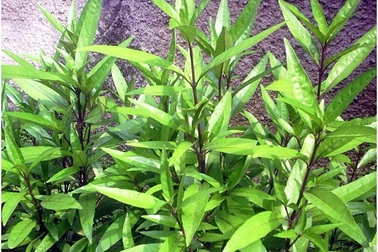 Phát hiện đột phá về tác dụng điều trị HIV-AIDS của cây lá liễu tìm thấy ở Việt Nam