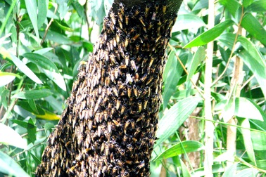 Từ mật ngọt đến... mắm ong rừng U Minh Hạ