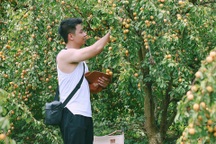 Bên trong vườn mận vàng "hiếm có khó tìm" hút du khách chụp ảnh ở Mộc Châu