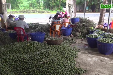 Thu nhập "khủng" nhờ nghề sấy cau xuất khẩu