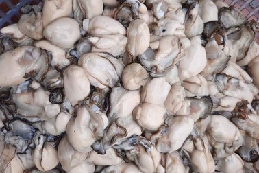 Hàu sữa giá rẻ, "phù phép" theo cách mới lạ, khách mua rần rần